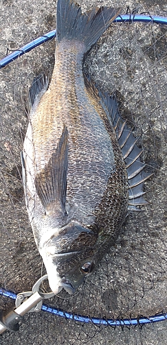 チヌの釣果