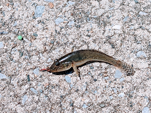 マハゼの釣果