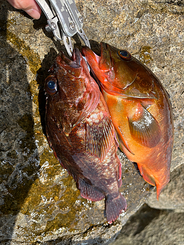 アカハタの釣果