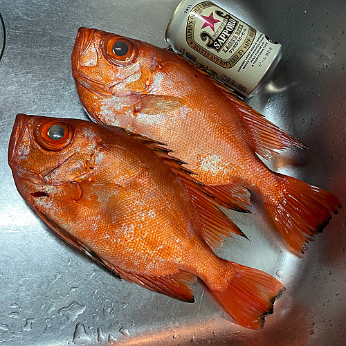 チカメキントキの釣果