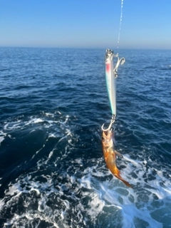 ムツの釣果