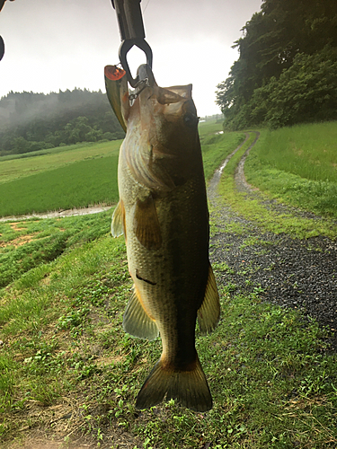 ラージマウスバスの釣果