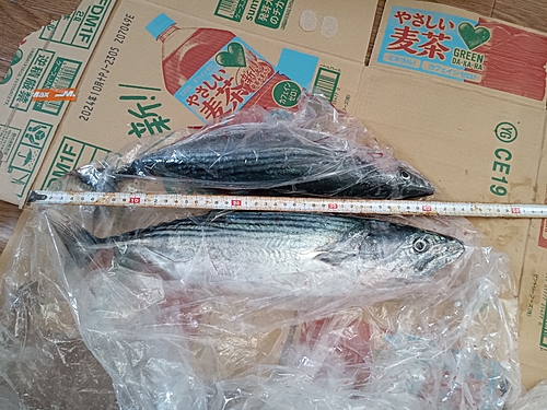 ハガツオの釣果