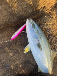 イナダの釣果