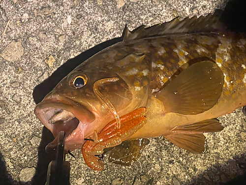 アコウの釣果