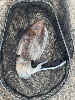 モンゴウイカの釣果