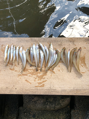 キスの釣果