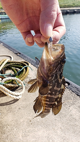 アラの釣果