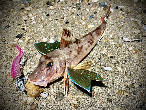 ホウボウの釣果