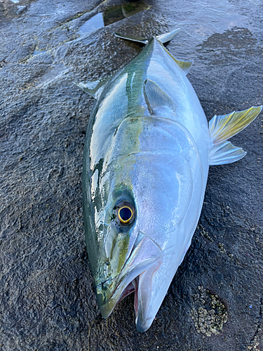 ブリの釣果