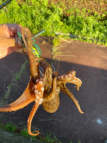 タコの釣果