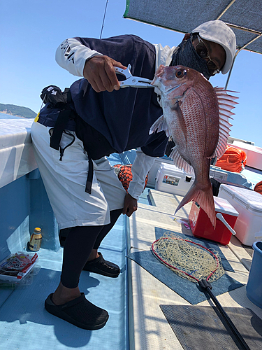 マダイの釣果