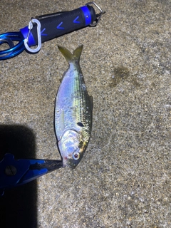 コノシロの釣果