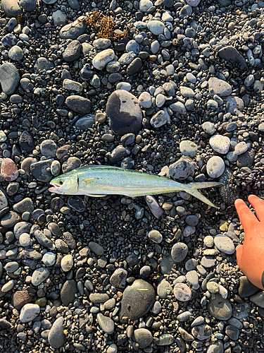 シイラの釣果