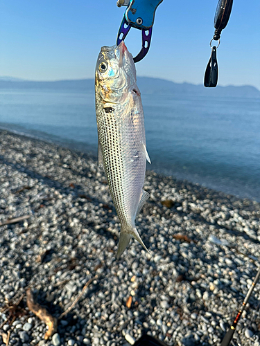 コノシロの釣果