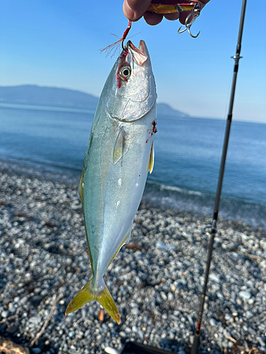 イナダの釣果