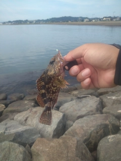 アラカブの釣果