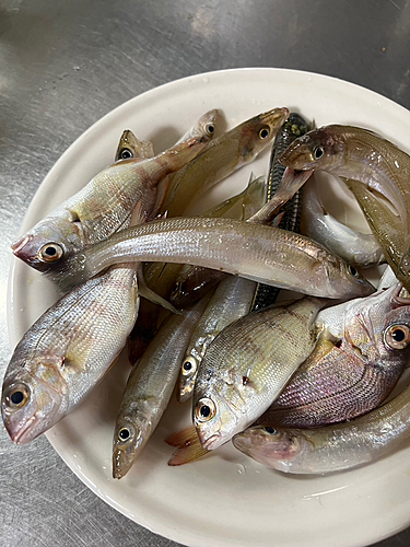 キスの釣果