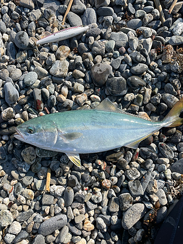 ワカシの釣果