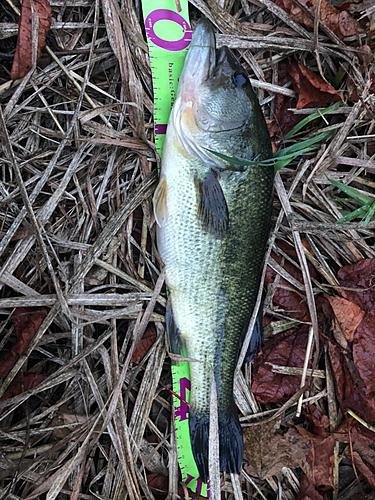 ラージマウスバスの釣果