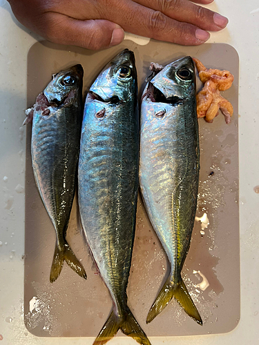 アジの釣果