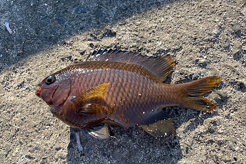 シラコダイの釣果