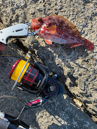 ブダイの釣果