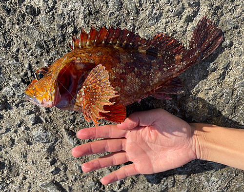 カサゴの釣果