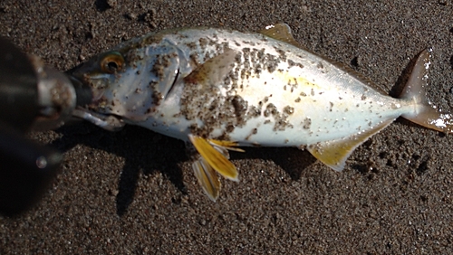 ショゴの釣果