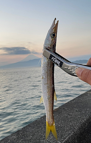 アカカマスの釣果