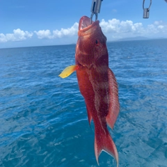 オジロバラハタの釣果