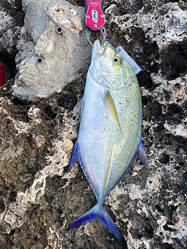 カスミアジの釣果