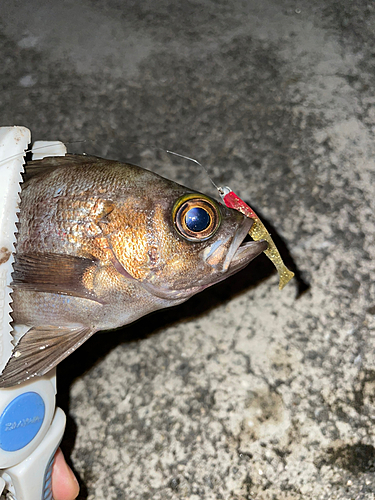 アカメバルの釣果