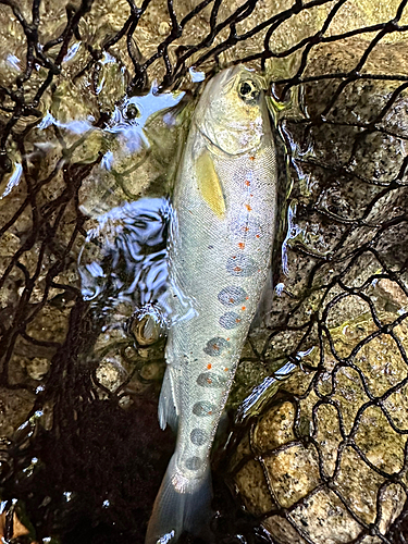 アマゴの釣果