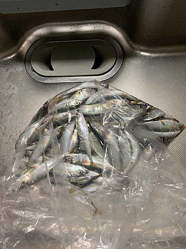 サバの釣果