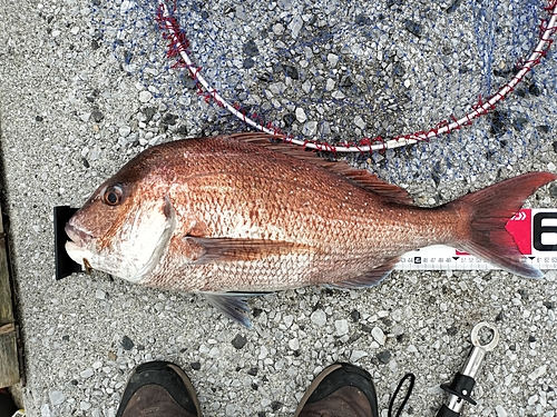 マダイの釣果