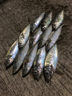 アジの釣果