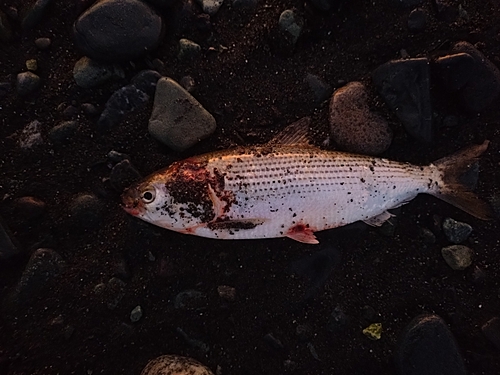 コノシロの釣果