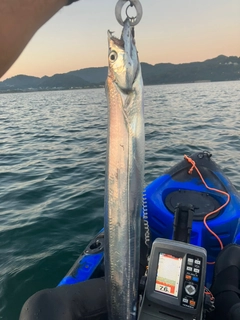 タチウオの釣果