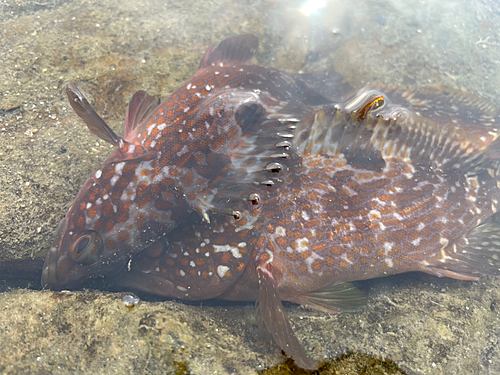 キジハタの釣果