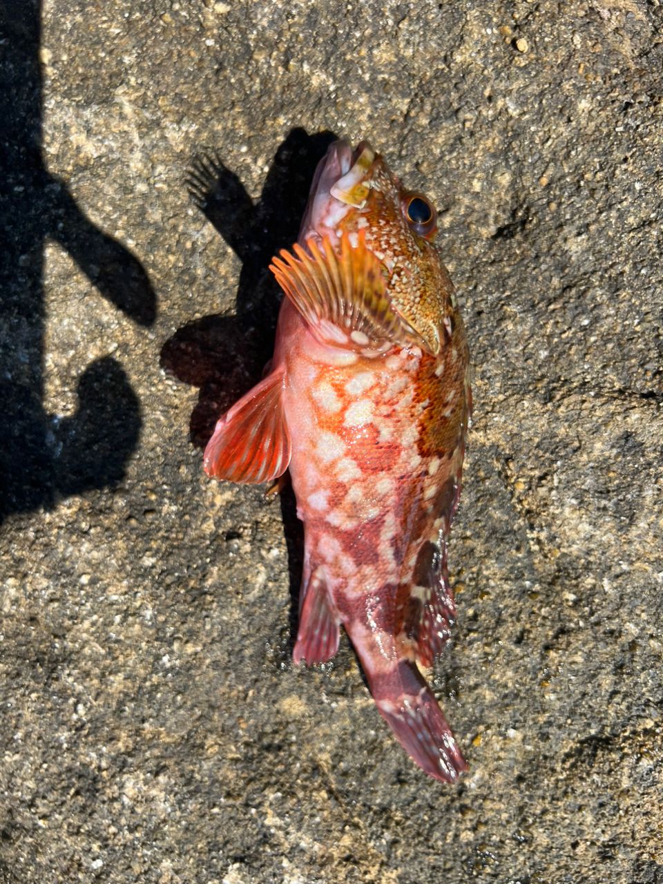 ガシラ