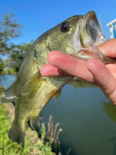 ラージマウスバスの釣果