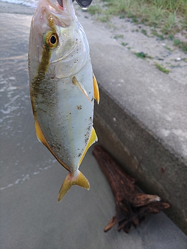 カンパチの釣果