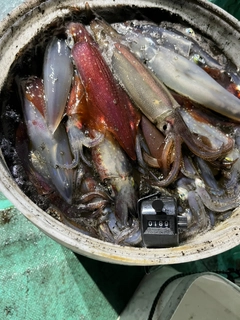 スルメイカの釣果