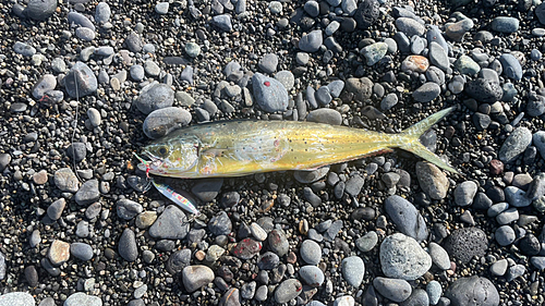 シイラの釣果