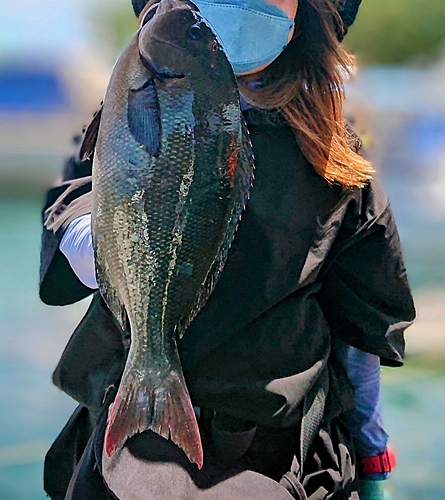 クロの釣果