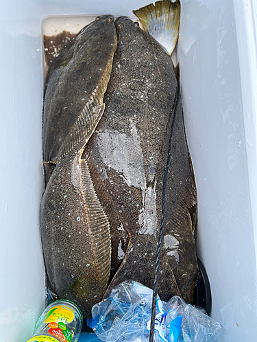 ヒラメの釣果