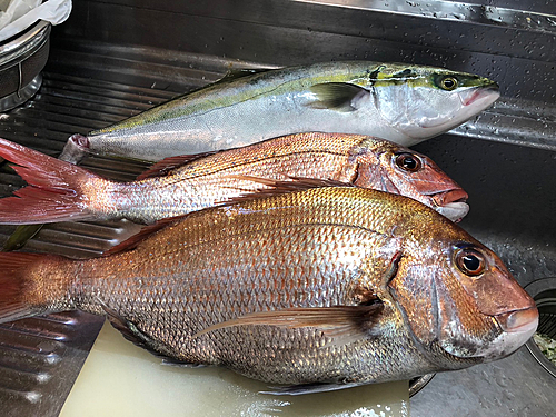 マダイの釣果