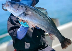 スズキの釣果