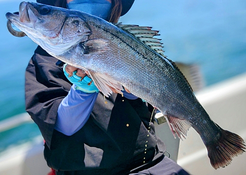 スズキの釣果